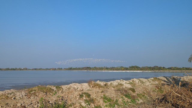 סייפן - ML651059802