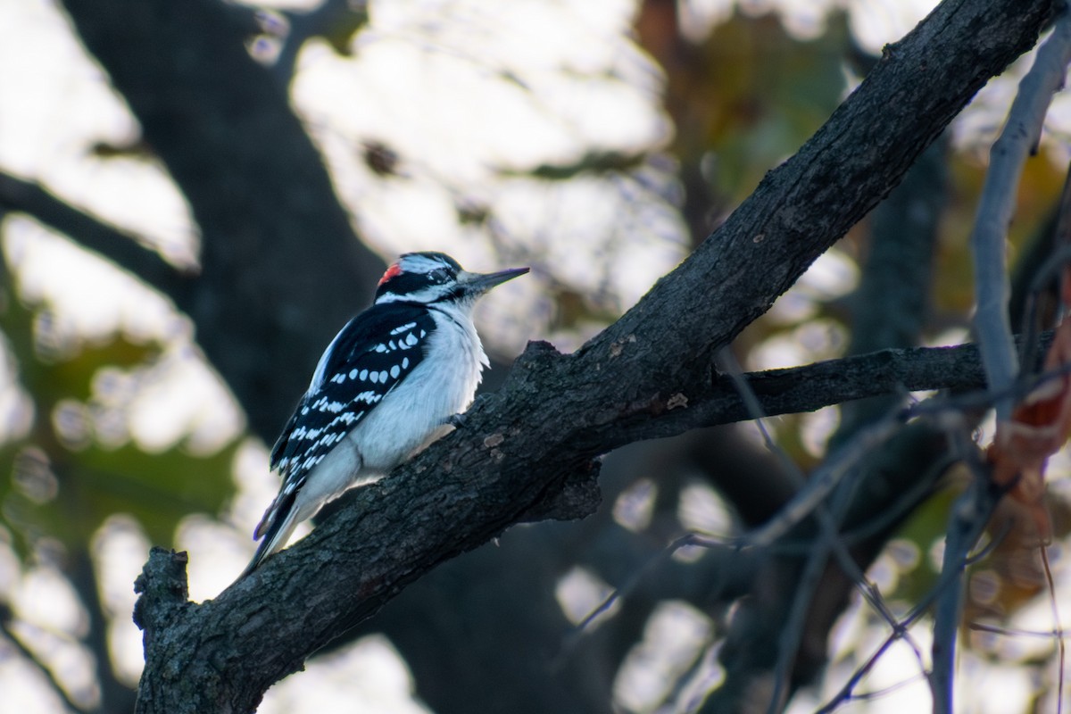 セジロアカゲラ - ML651060170