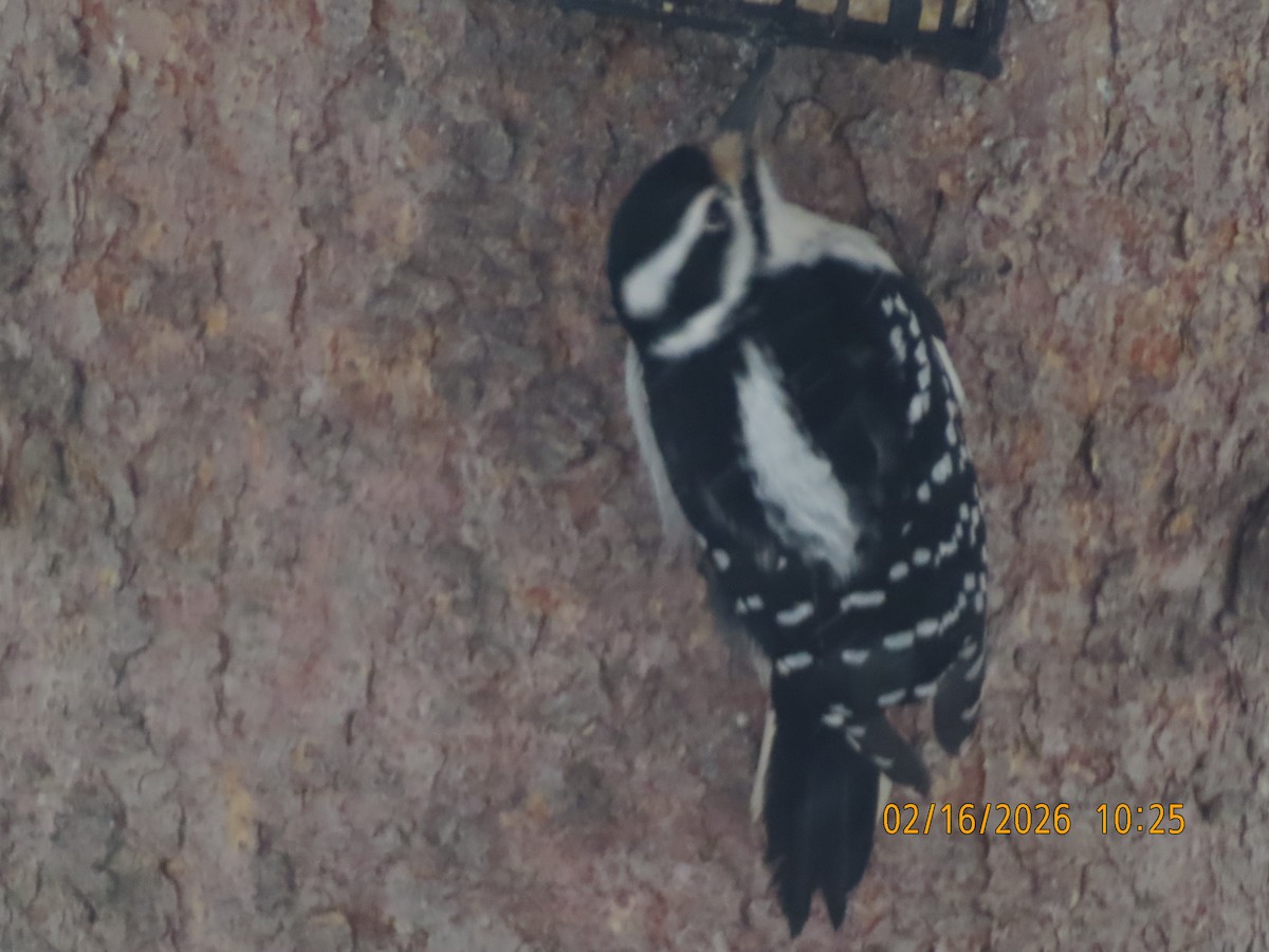 セジロアカゲラ - ML651060177