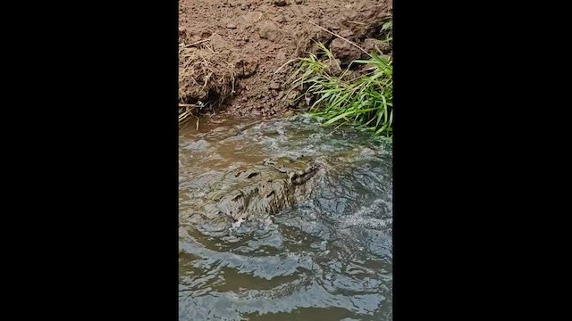 American Crocodile - ML651060234