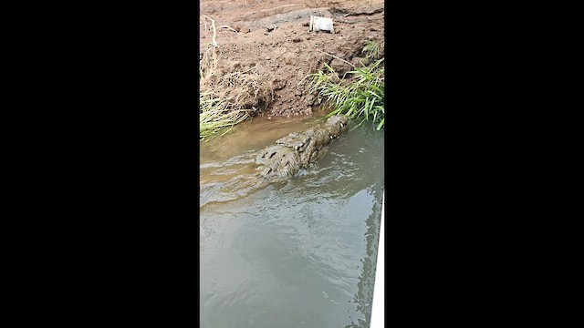 Reptiles - ML651060236