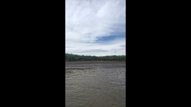 Animals - ML651060237