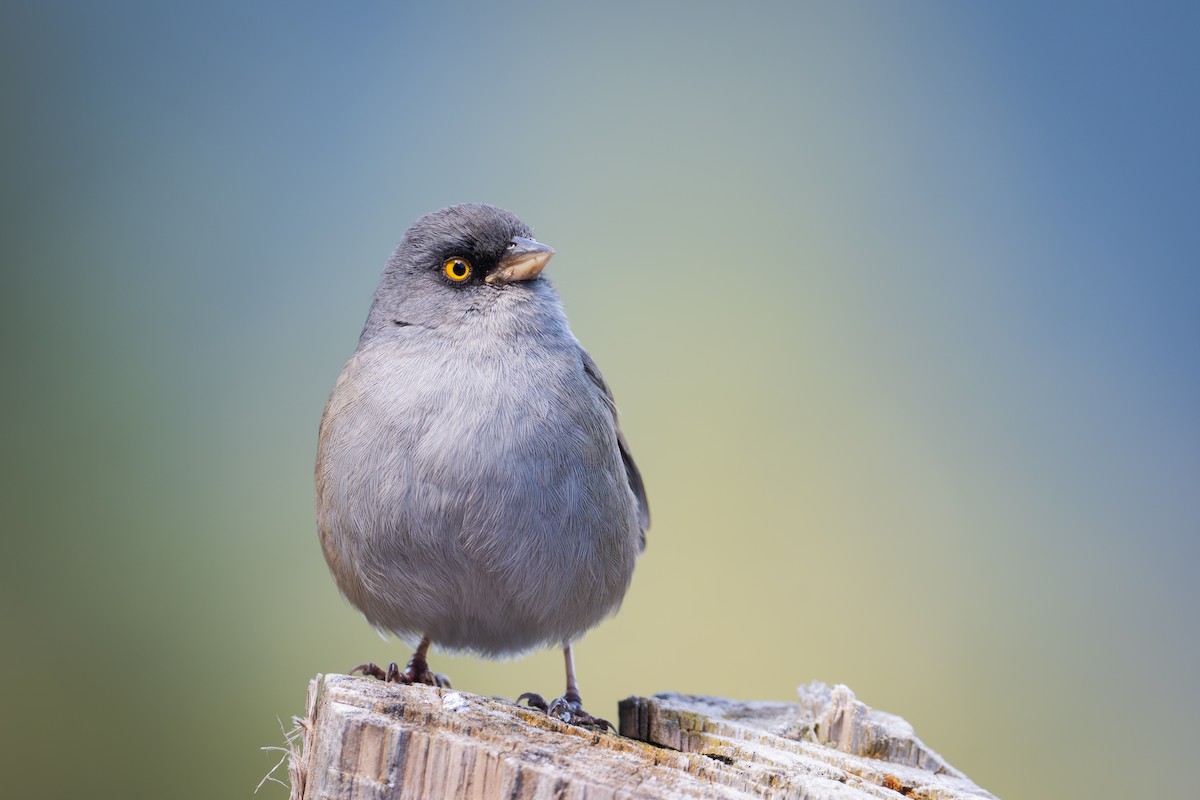 Yellow-eyed Junco - ML651060272