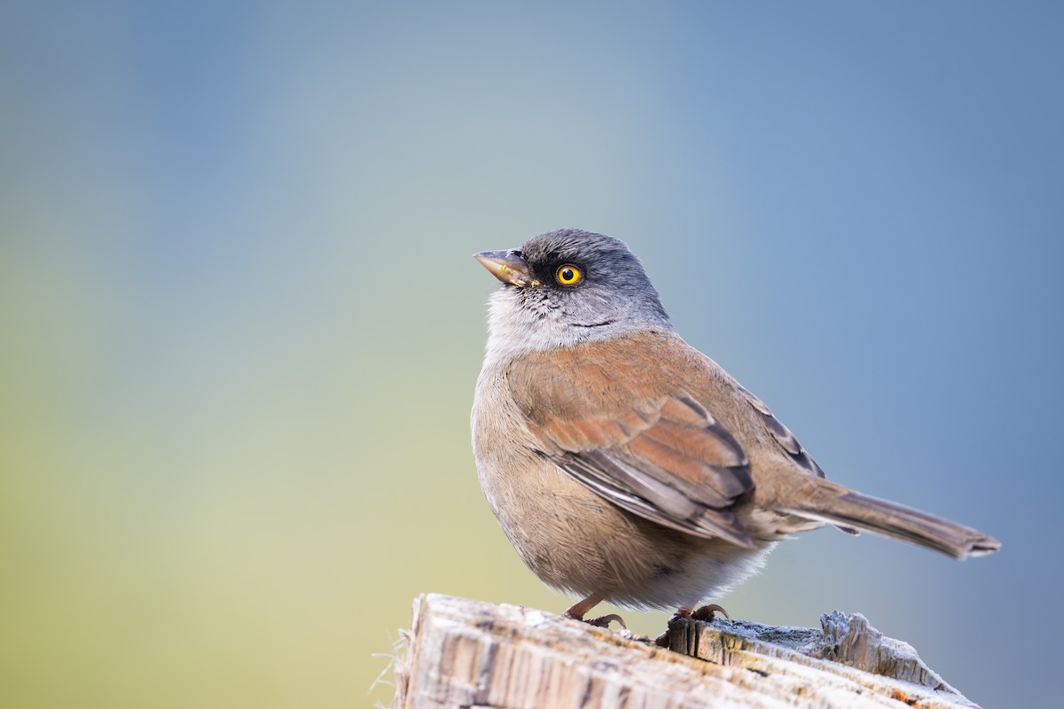 Yellow-eyed Junco - ML651060274