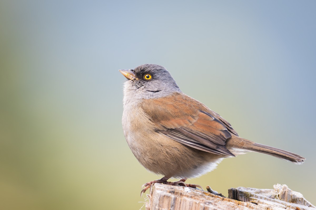 Yellow-eyed Junco - ML651060286