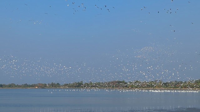 לבנית גדולה - ML651060304