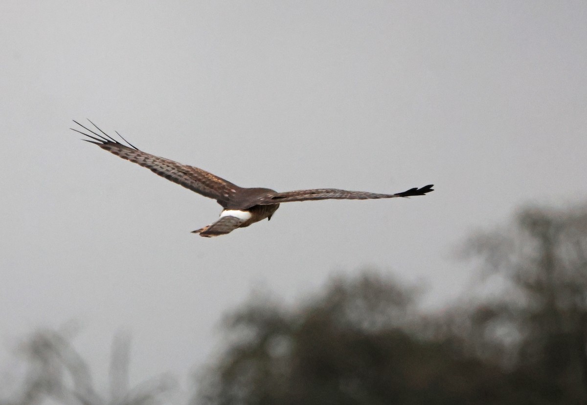 זרון אמריקני - ML651060462