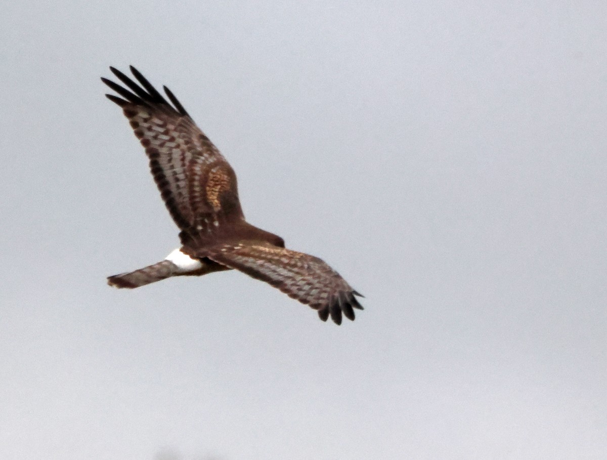 זרון אמריקני - ML651060474