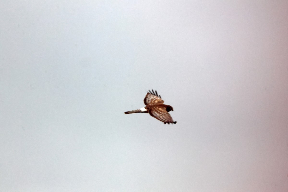 זרון אמריקני - ML651060484