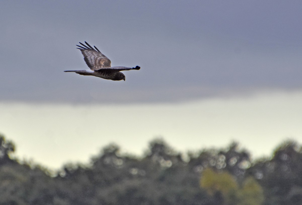 זרון אמריקני - ML651060500