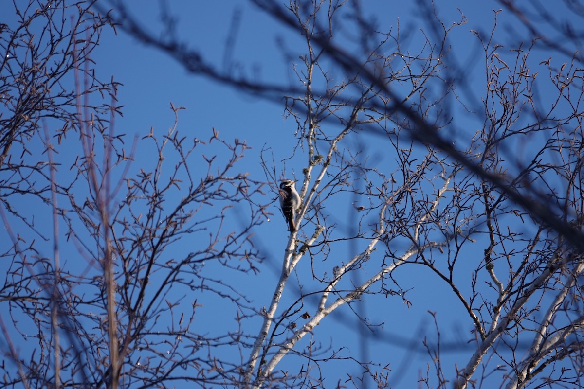 セジロアカゲラ（villosus グループ） - ML651060563