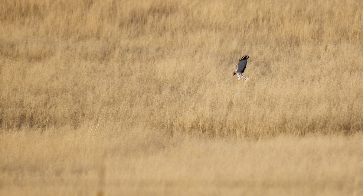 זרון אמריקני - ML651060592