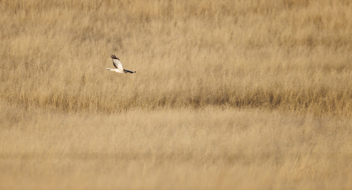 זרון אמריקני - ML651060656