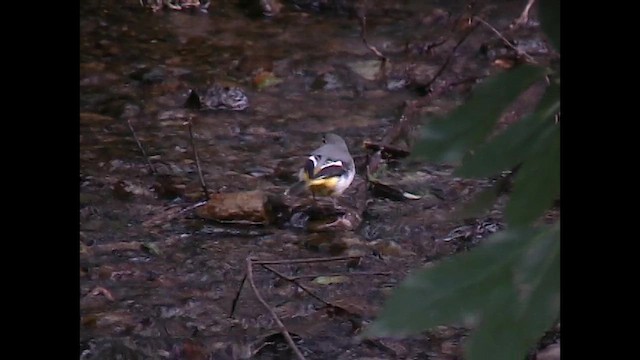 Gray Wagtail - ML651060749