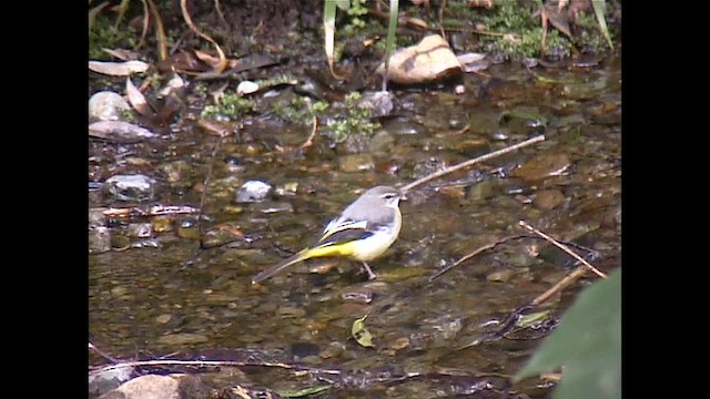 Gray Wagtail - ML651060750
