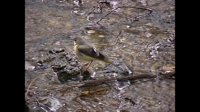 Gray Wagtail - ML651060752