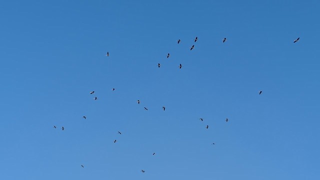 Painted Stork - ML651060820