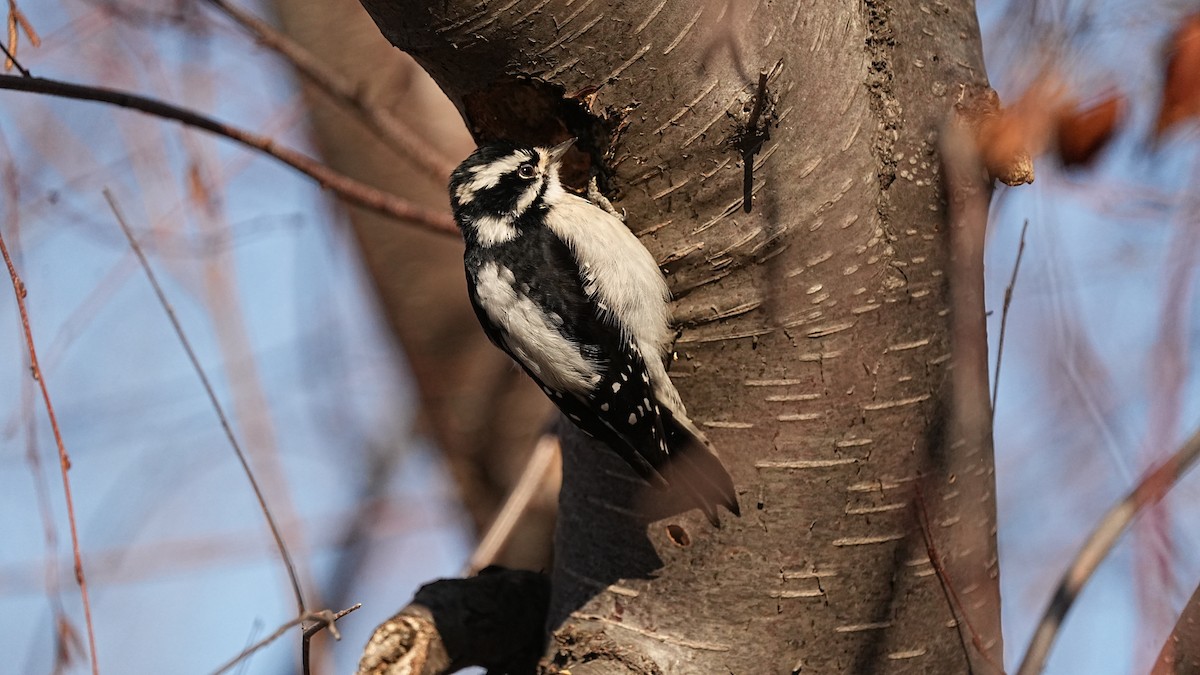 Pic mineur - ML651060826