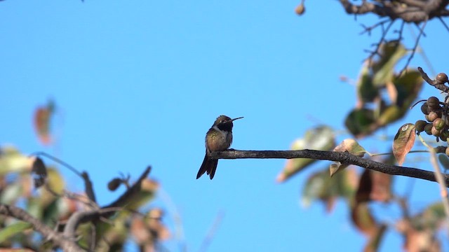 bahamaskolibri - ML651060977