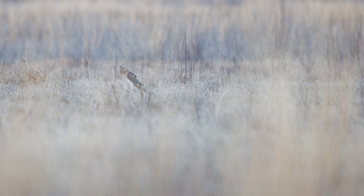 זרון אמריקני - ML651061389