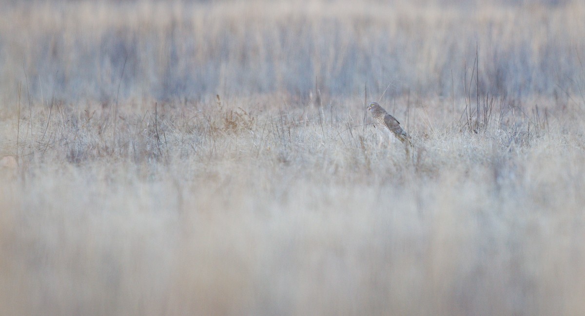 זרון אמריקני - ML651061450