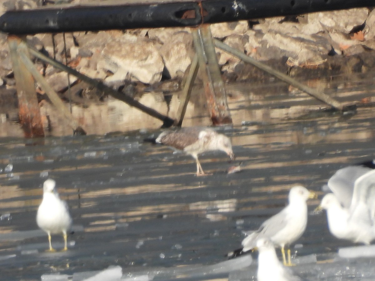 小黑背鷗 - ML651062734