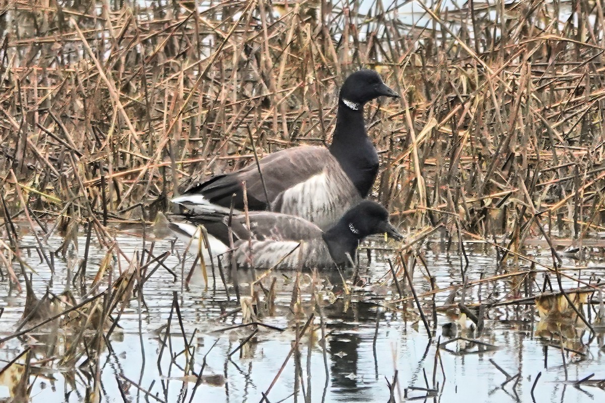 Brant - ML651062820