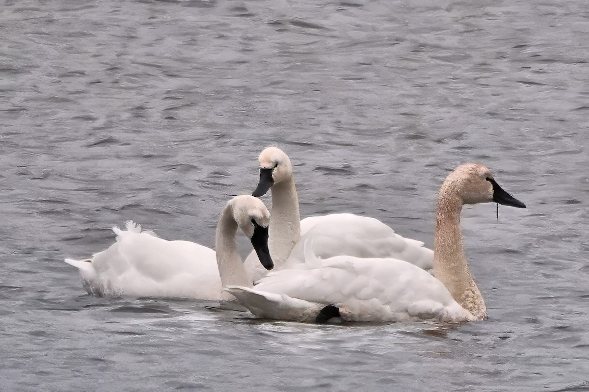 Tundra Swan - ML651062842