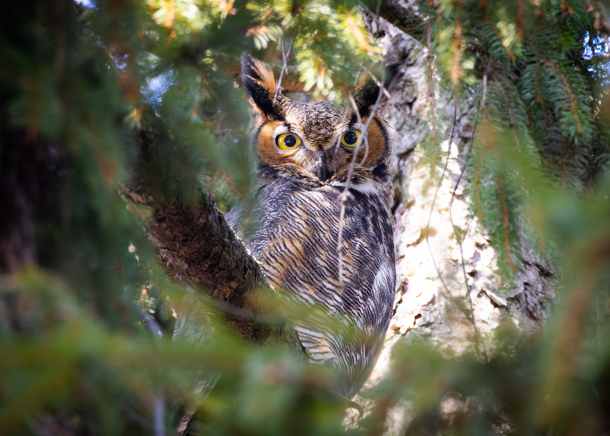 Great Horned Owl - ML651062862