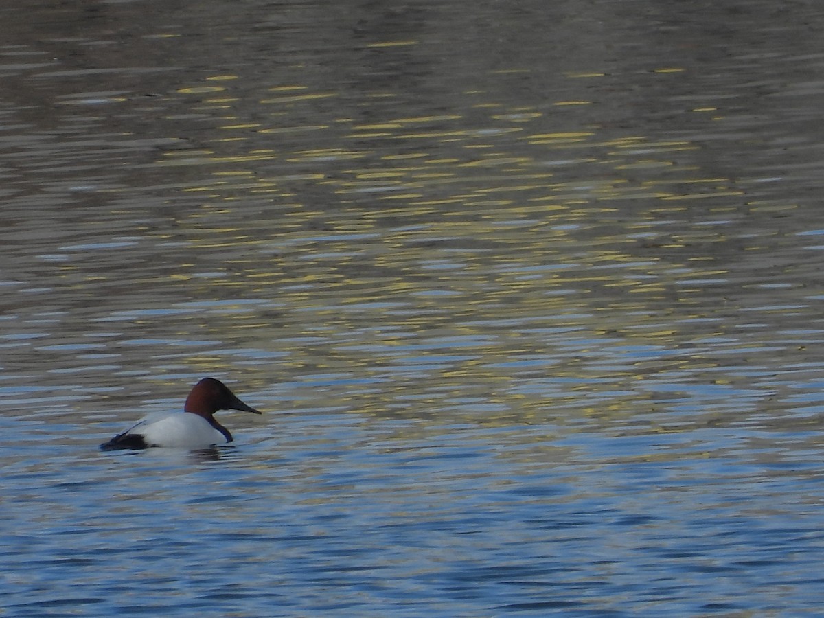 Porrón Coacoxtle - ML651062958