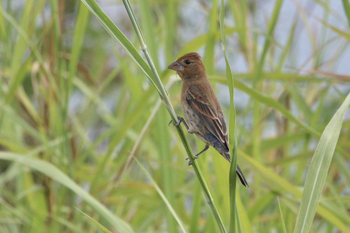 Blue Grosbeak - ML651063146