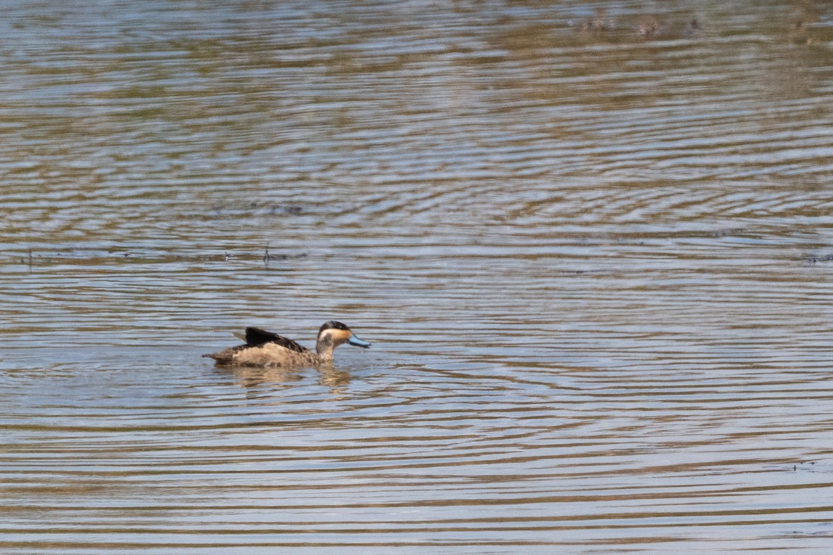 Blue-billed Teal - ML651063210