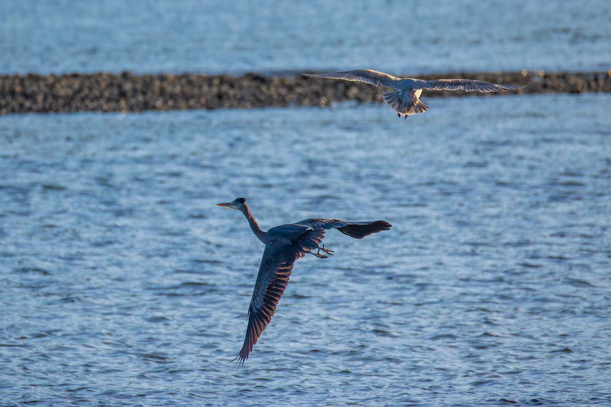 Great Blue Heron (Great Blue) - ML651063353