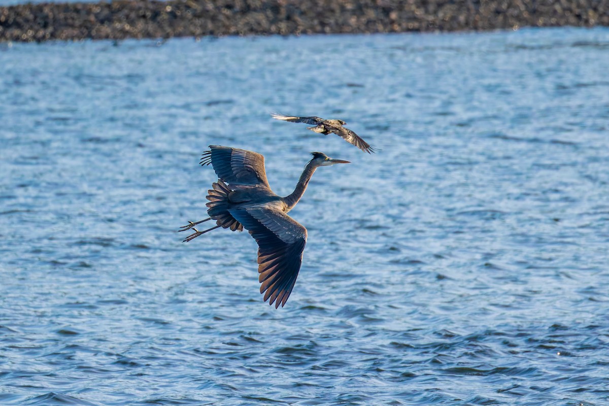 Great Blue Heron (Great Blue) - ML651063355