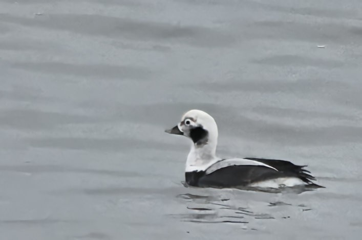 Long-tailed Duck - ML651063408