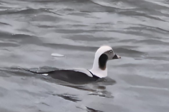 Long-tailed Duck - ML651063410