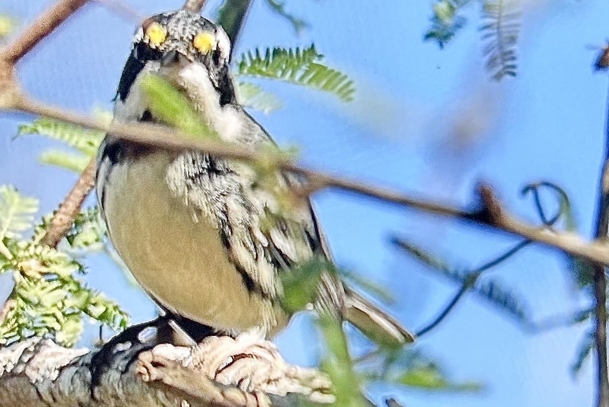 gråparula - ML651063717