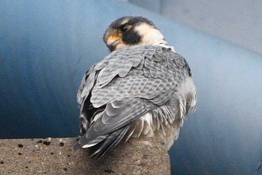 Peregrine Falcon - David Argent