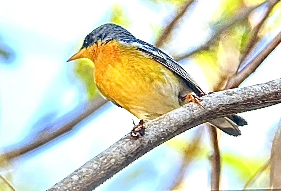 ildparula - ML651063744