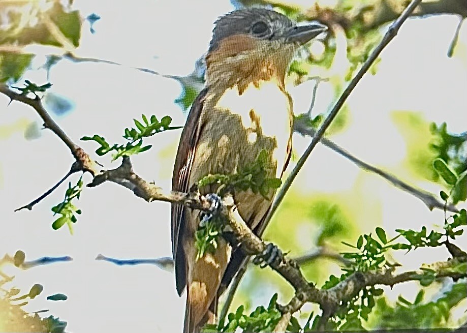 rosenstrupebekard - ML651063824