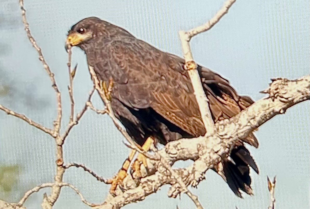 kullvåk - ML651063932