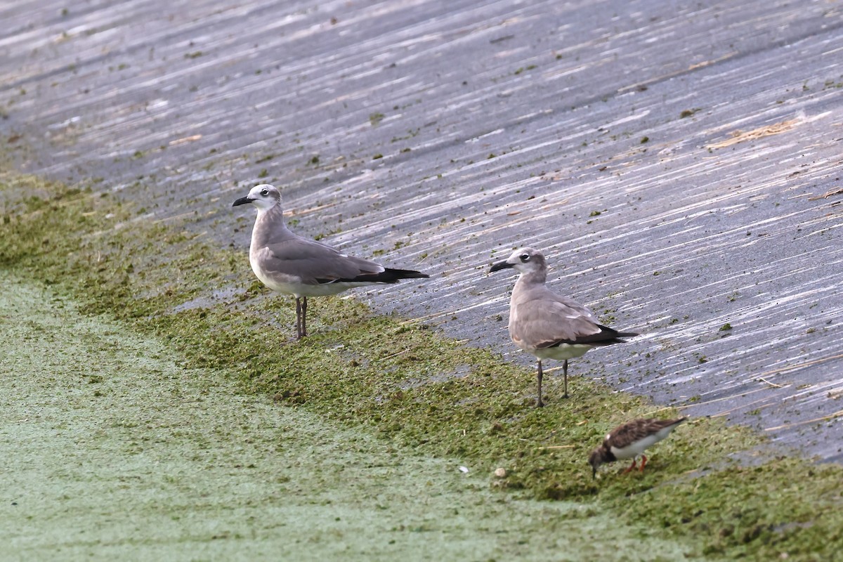 Laughing Gull - ML651064087