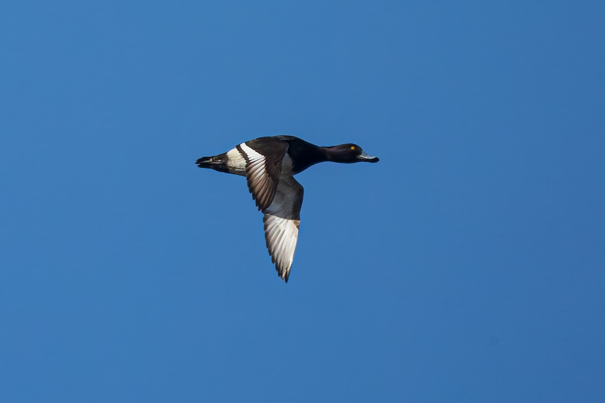Tufted Duck - ML651064166