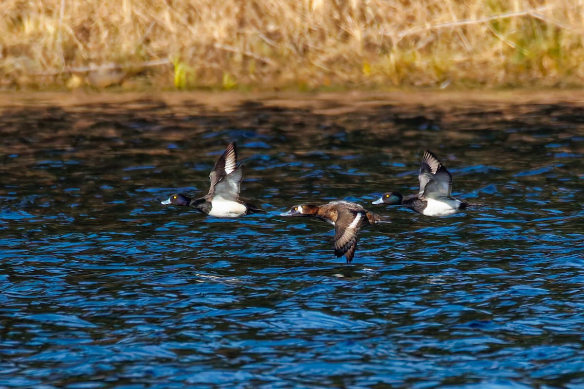 Tufted Duck - ML651064167