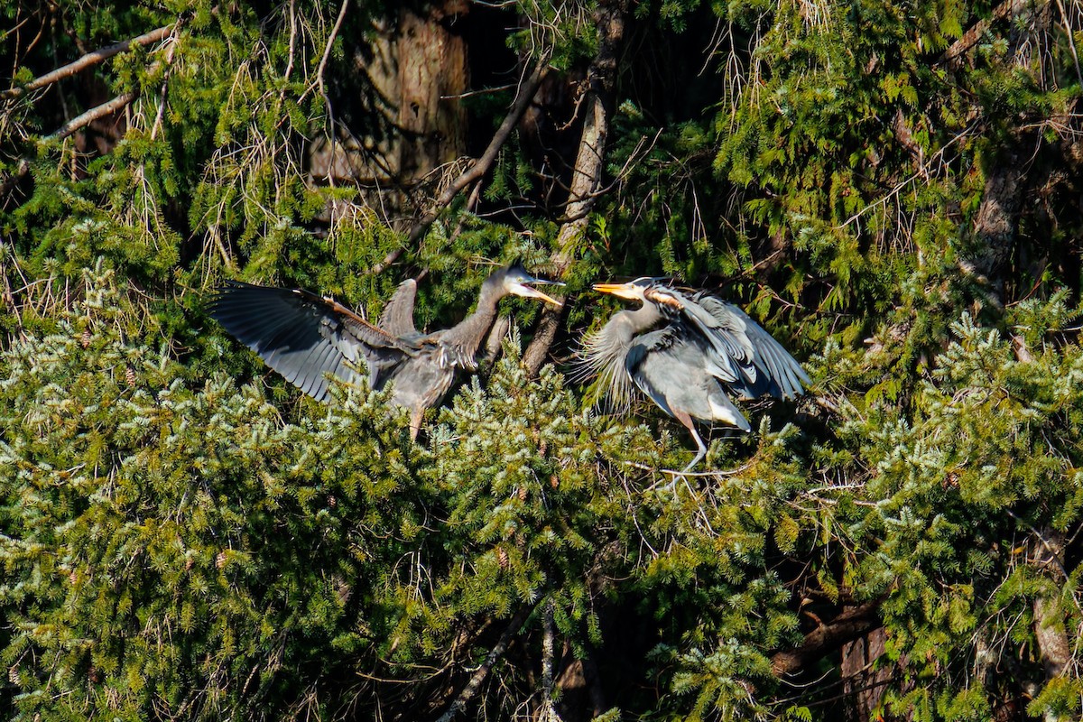 Great Blue Heron (Great Blue) - ML651064203