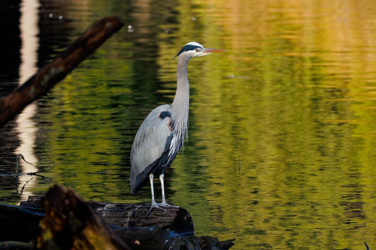 Great Blue Heron (Great Blue) - ML651064234