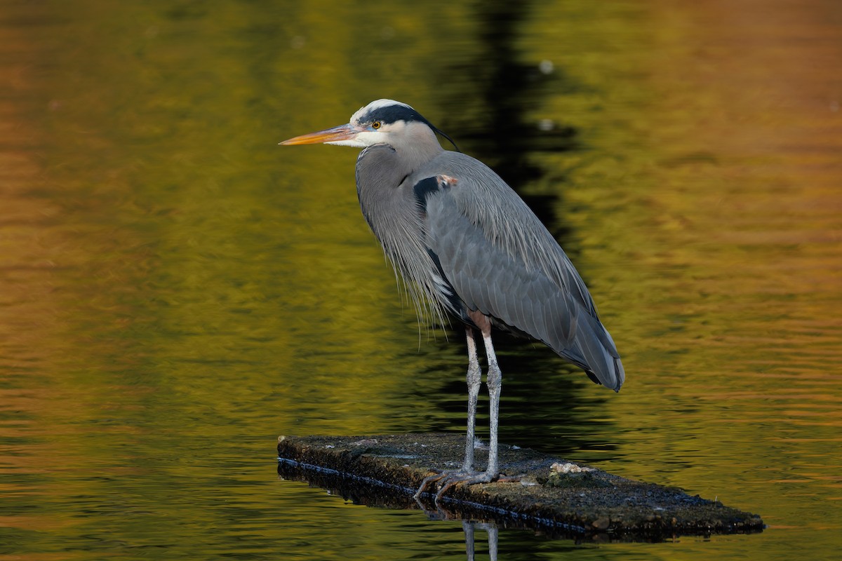 Great Blue Heron (Great Blue) - ML651064235