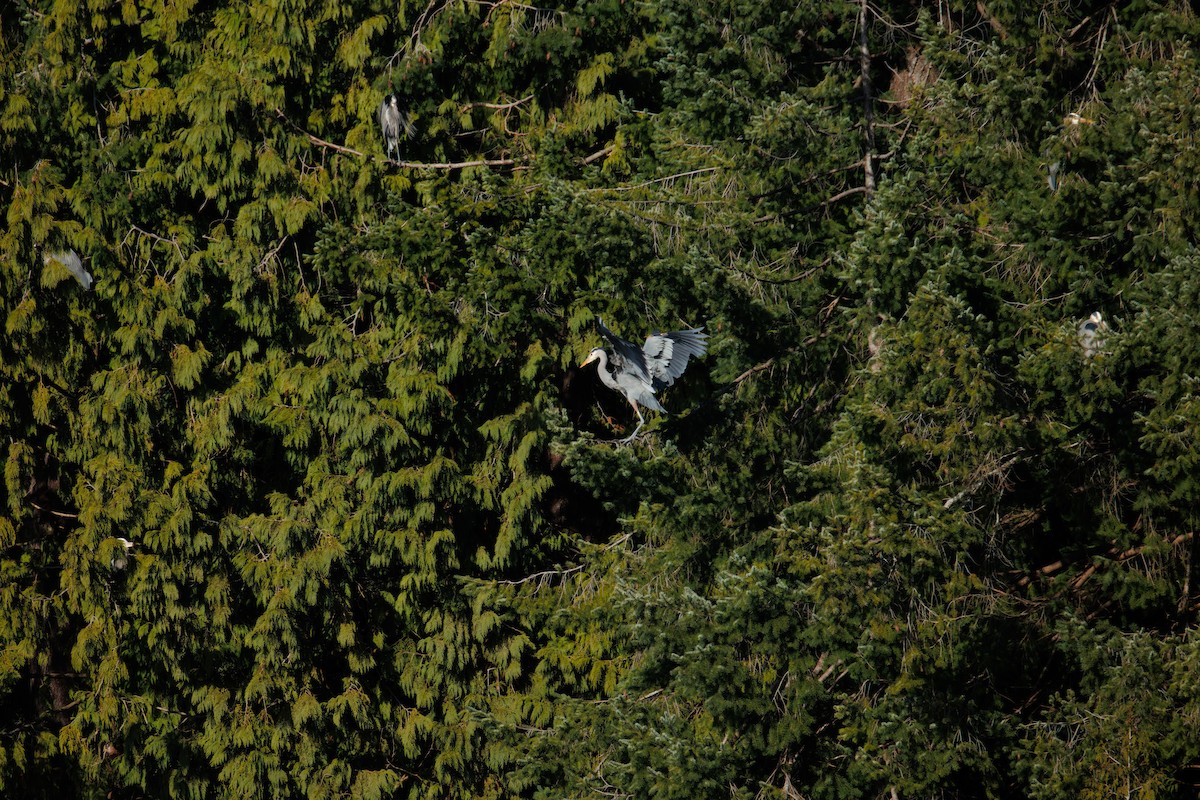 Great Blue Heron (Great Blue) - ML651064236