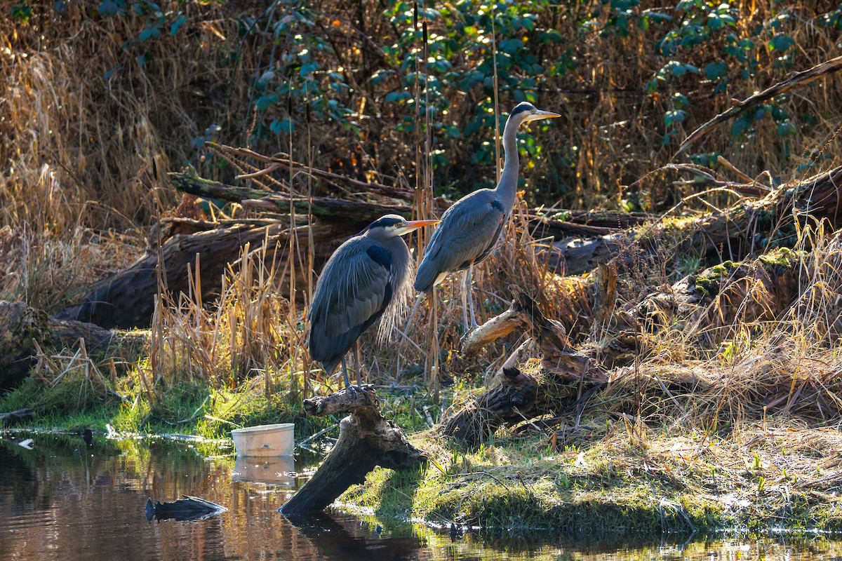 Great Blue Heron (Great Blue) - ML651064237