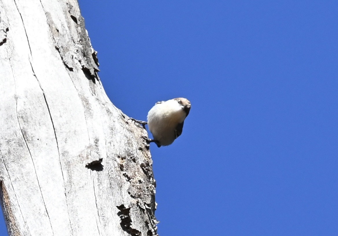 Boz Başlı Sıvacı - ML651064350